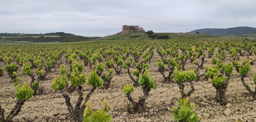 Bodegas Taron (Rioja Alta), Rioja DOCa
