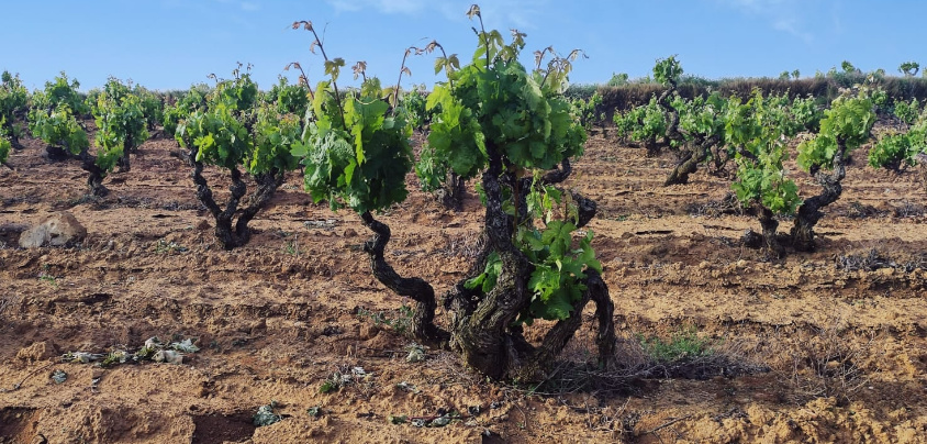 Bodegas Taron (Rioja Alta), Rioja DOCa