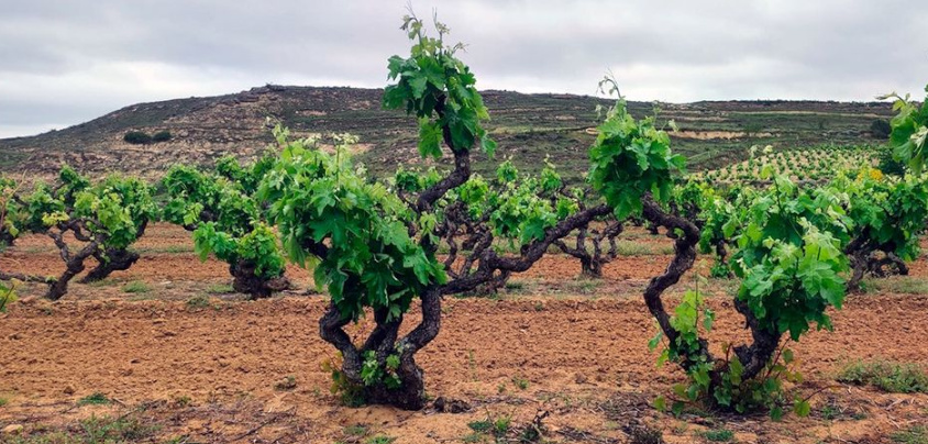Bodegas Taron (Rioja Alta), Rioja DOCa