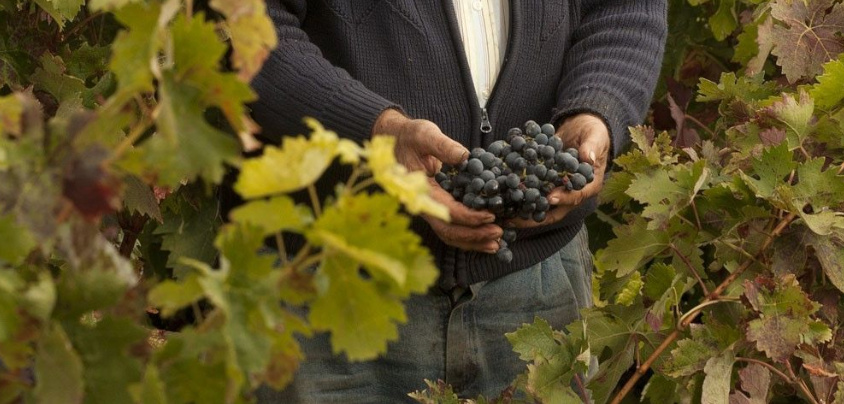 Bodegas Taron (Rioja Alta), Rioja DOCa