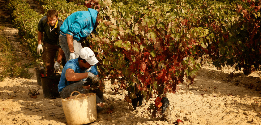 Bodegas Taron (Rioja Alta), Rioja DOCa