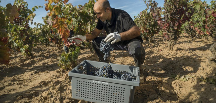 Bodegas Taron (Rioja Alta), Rioja DOCa